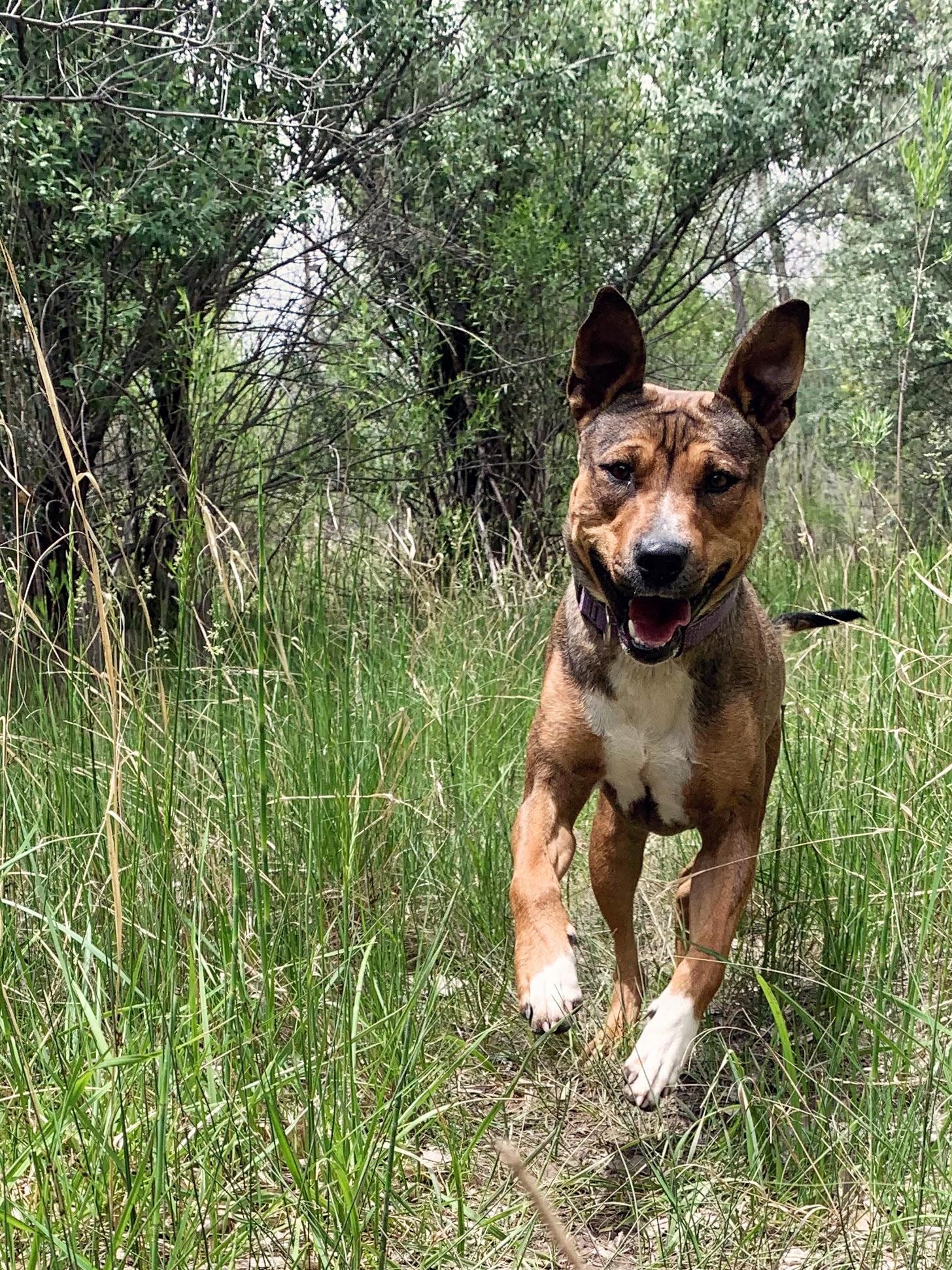 Enlarge Molly, a Adoptable mixed breed in Nucla, CO image 1/4