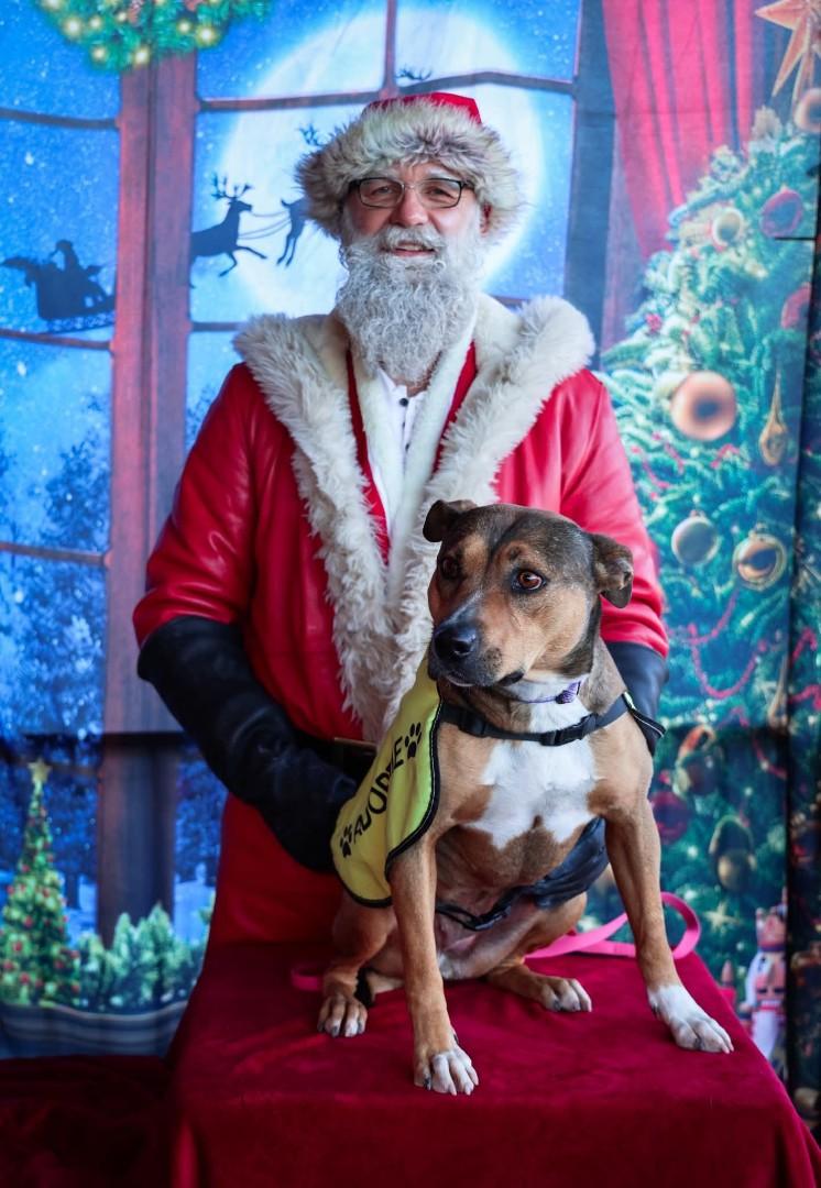 Enlarge Molly, a Adoptable mixed breed in Nucla, CO image 3/4