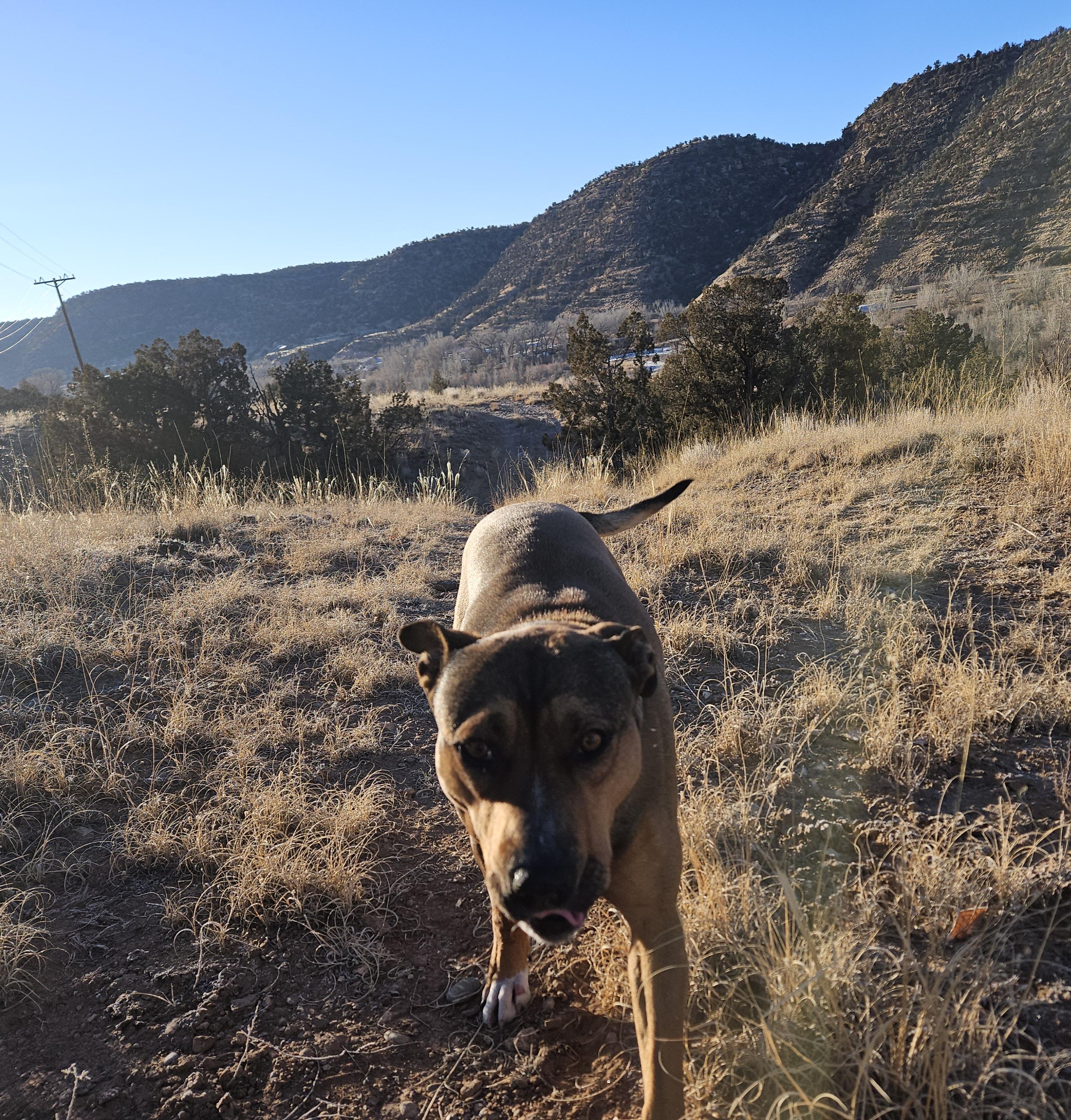 Enlarge Molly, a Adoptable mixed breed in Nucla, CO image 4/4
