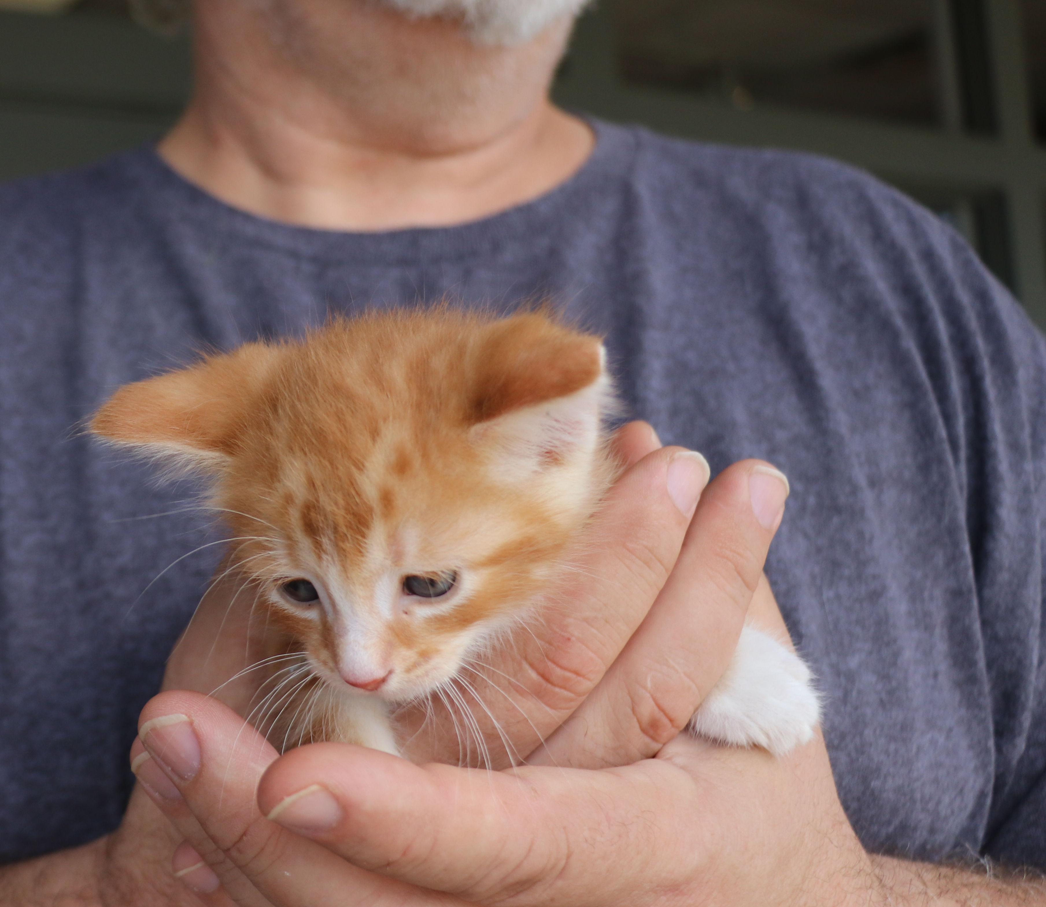 Gibson, an adopted Domestic Short Hair in Pflugerville, TX image 5/5