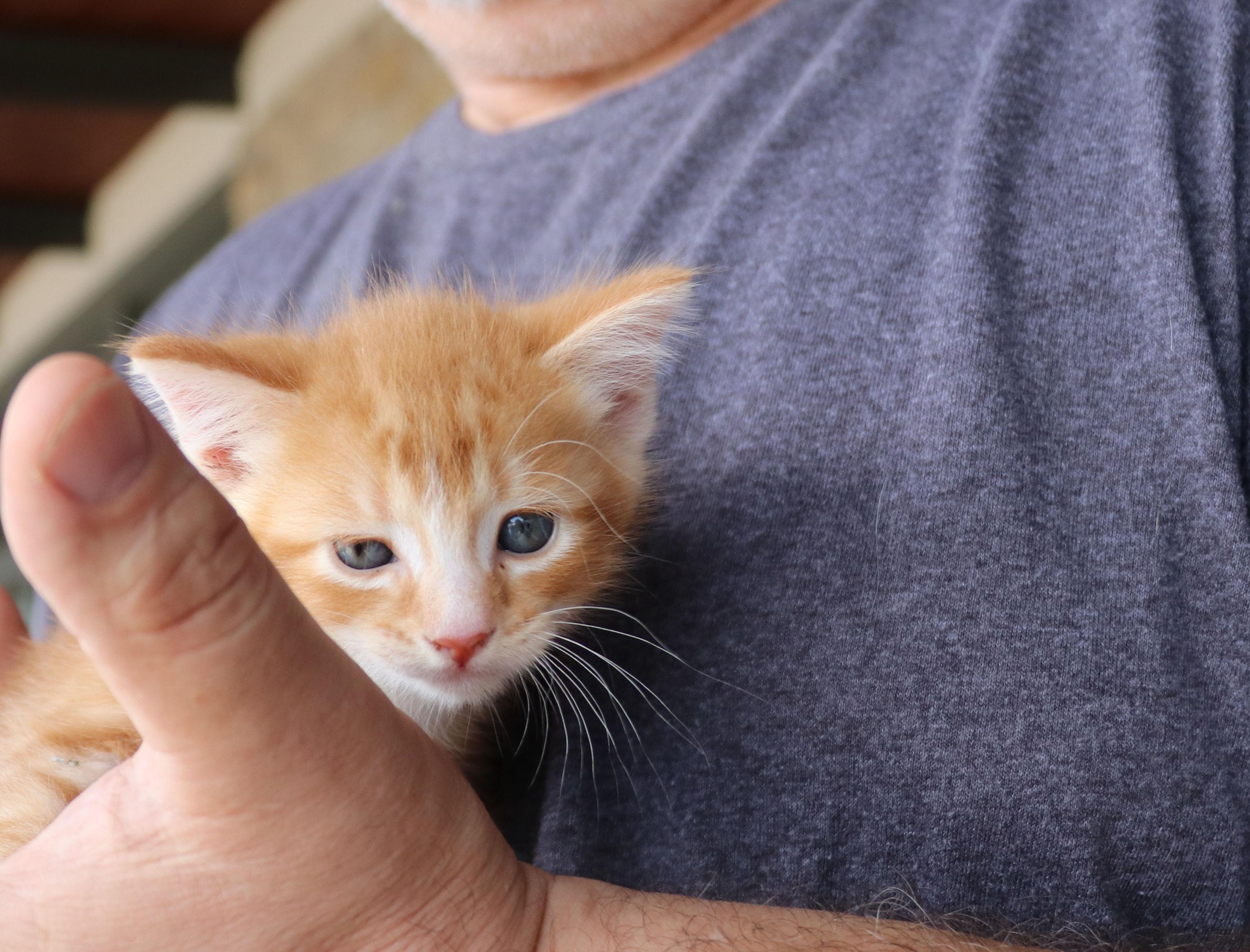Gibson, an adopted Domestic Short Hair in Pflugerville, TX image 2/5