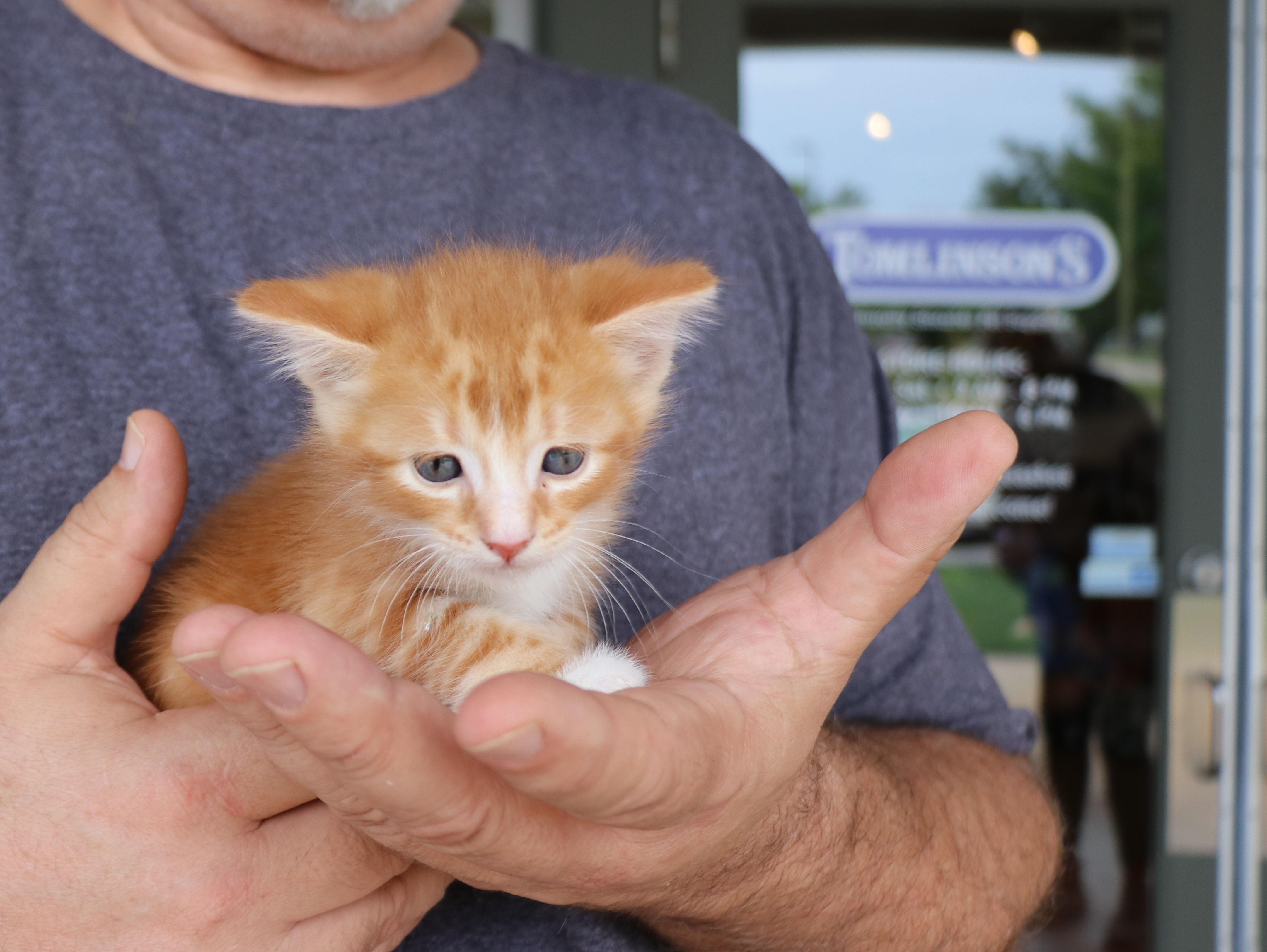 Gibson, an adopted Domestic Short Hair in Pflugerville, TX image 1/5