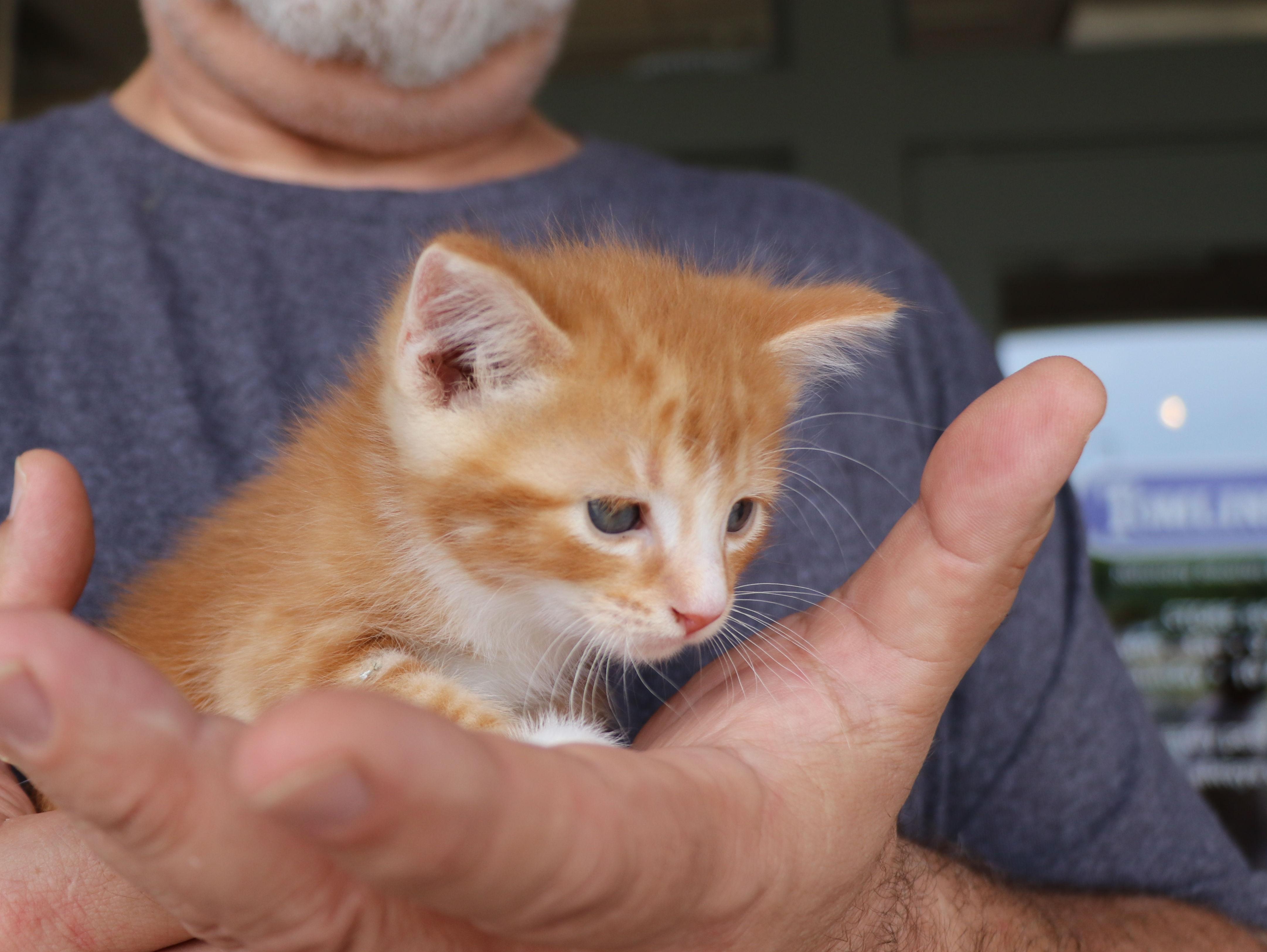 Gibson, an adopted Domestic Short Hair in Pflugerville, TX image 3/5