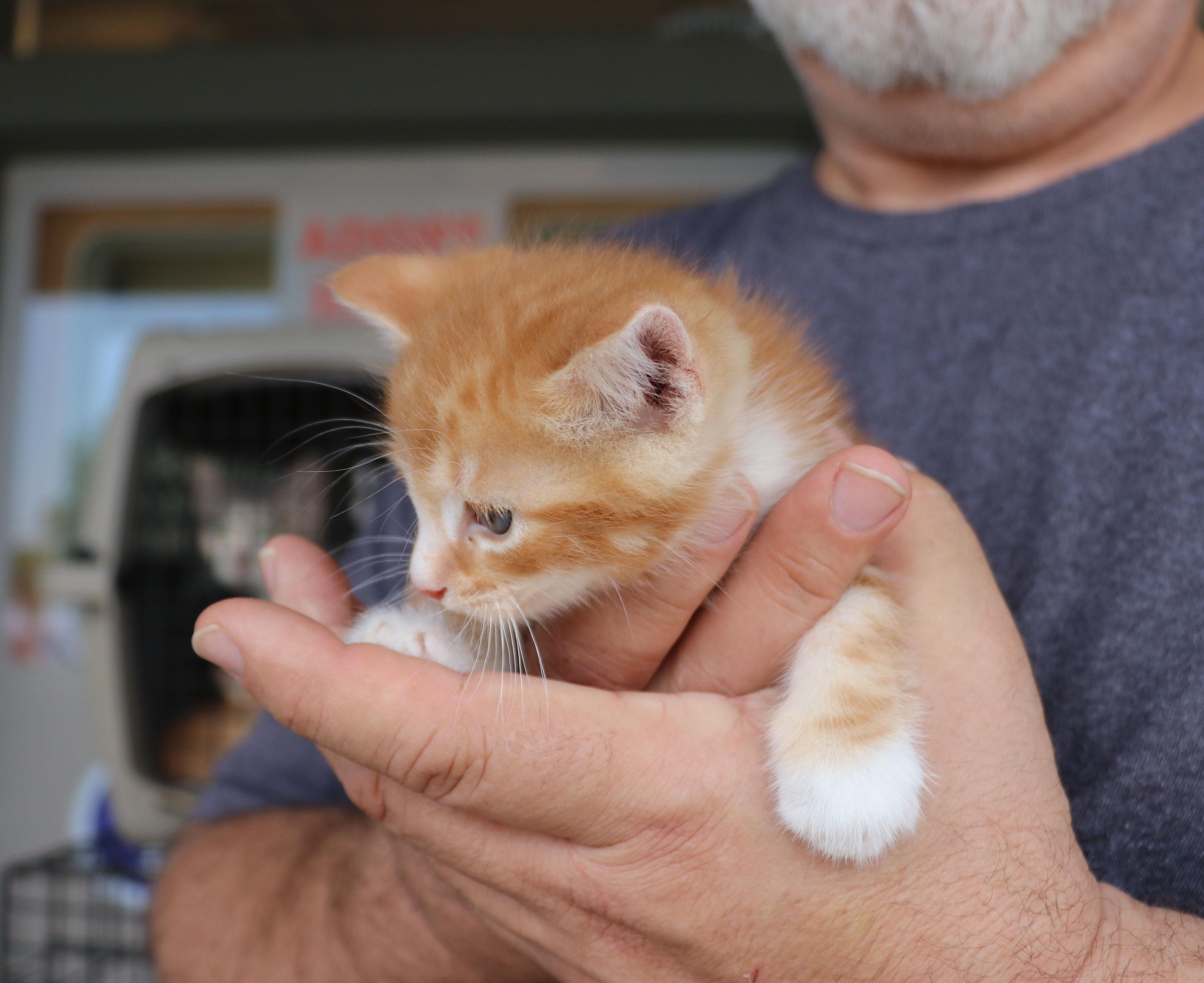 Gibson, an adopted Domestic Short Hair in Pflugerville, TX image 4/5