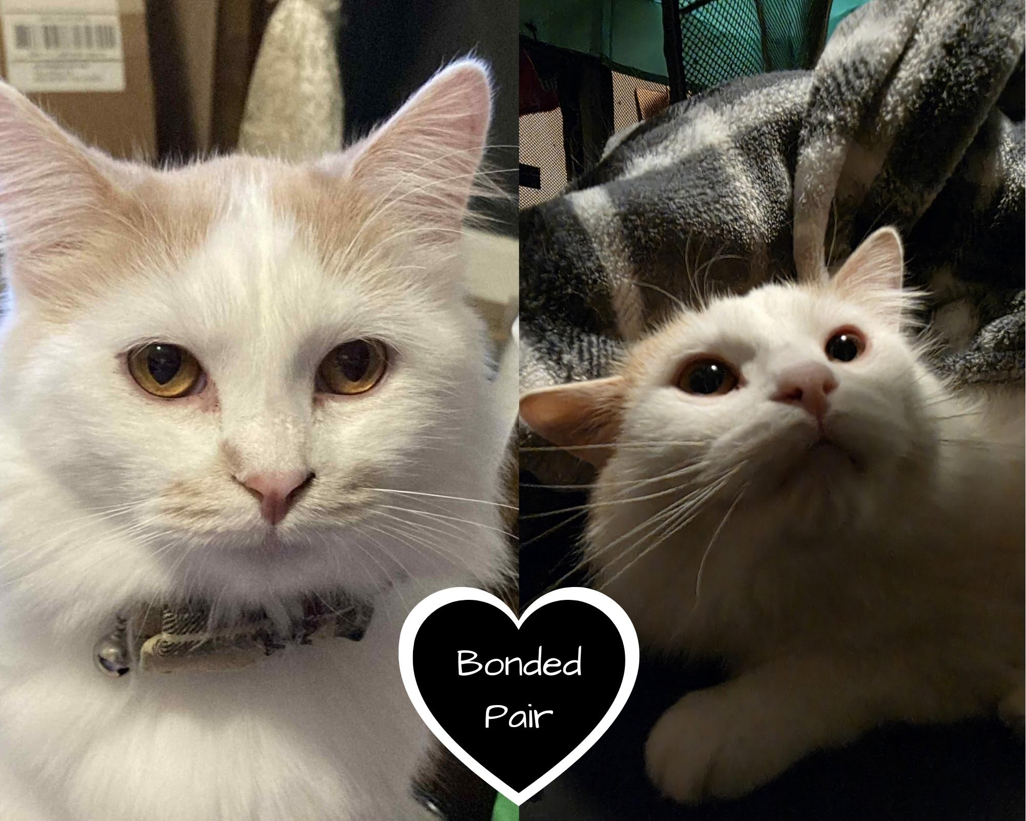 Georgie & Stanley (Bonded Pair), ADOPTABLE, Adult Male Domestic Long Hair.