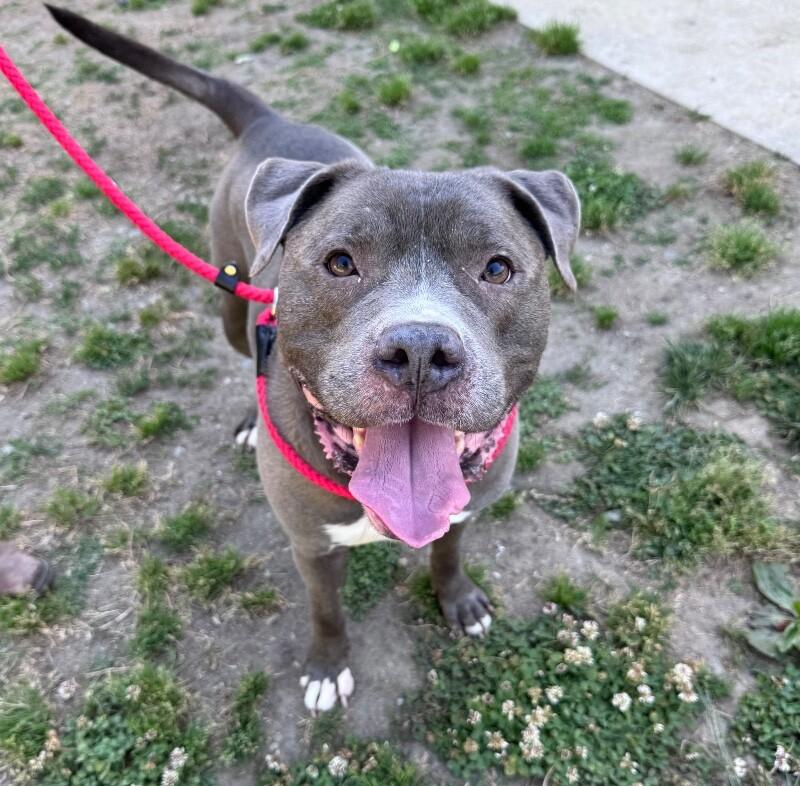 Enlarge Zeus, a Adoptable American Bulldog in Disputanta, VA image 1/4