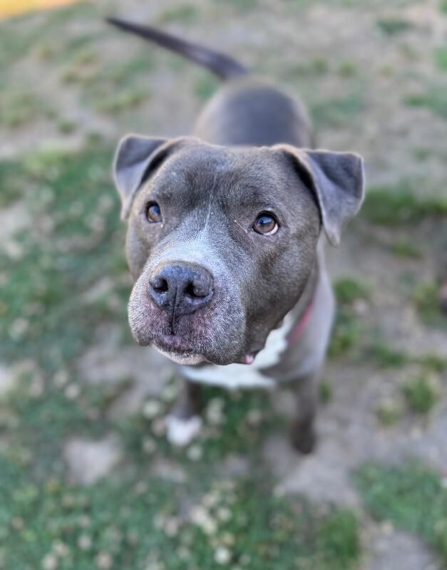 Enlarge Zeus, a Adoptable American Bulldog in Disputanta, VA image 2/4