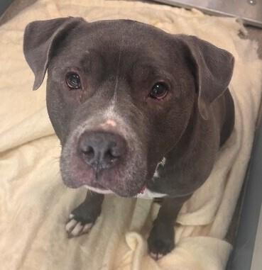 Enlarge Zeus, a Adoptable American Bulldog in Disputanta, VA image 3/4