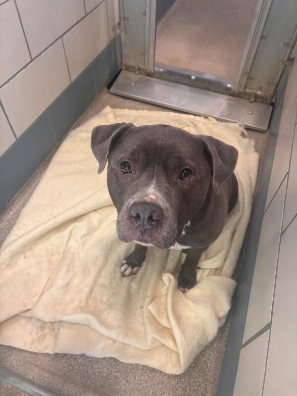 Enlarge Zeus, a Adoptable American Bulldog in Disputanta, VA image 4/4