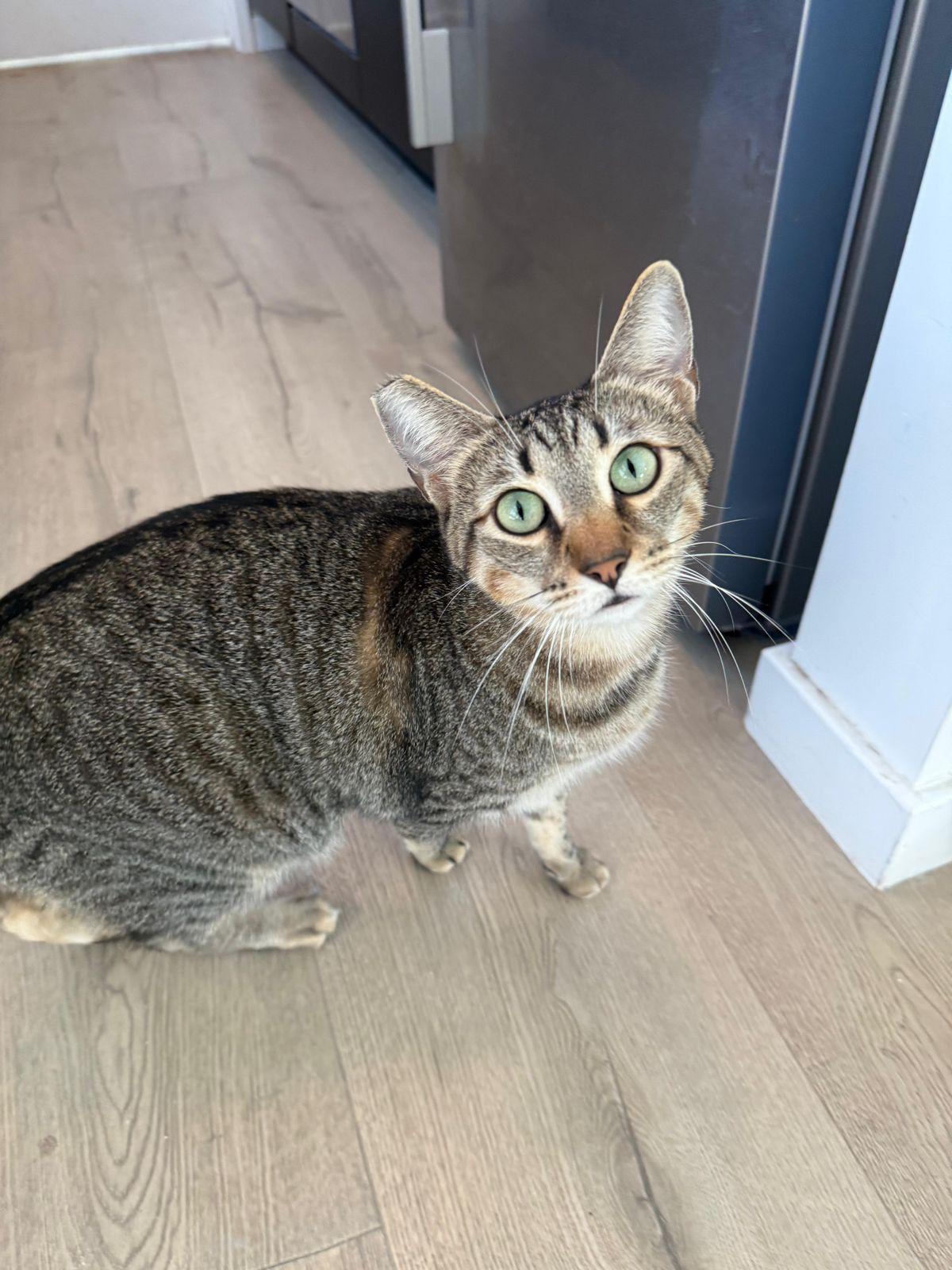 Enlarge Sabrina, a Adoptable Domestic Short Hair in Los Angeles, CA image 2/6