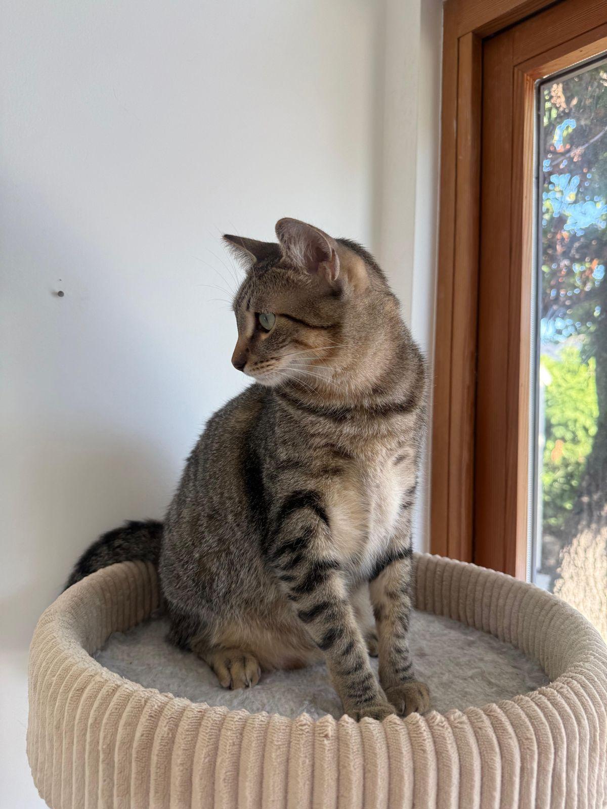 Enlarge Sabrina, a Adoptable Domestic Short Hair in Los Angeles, CA image 4/6