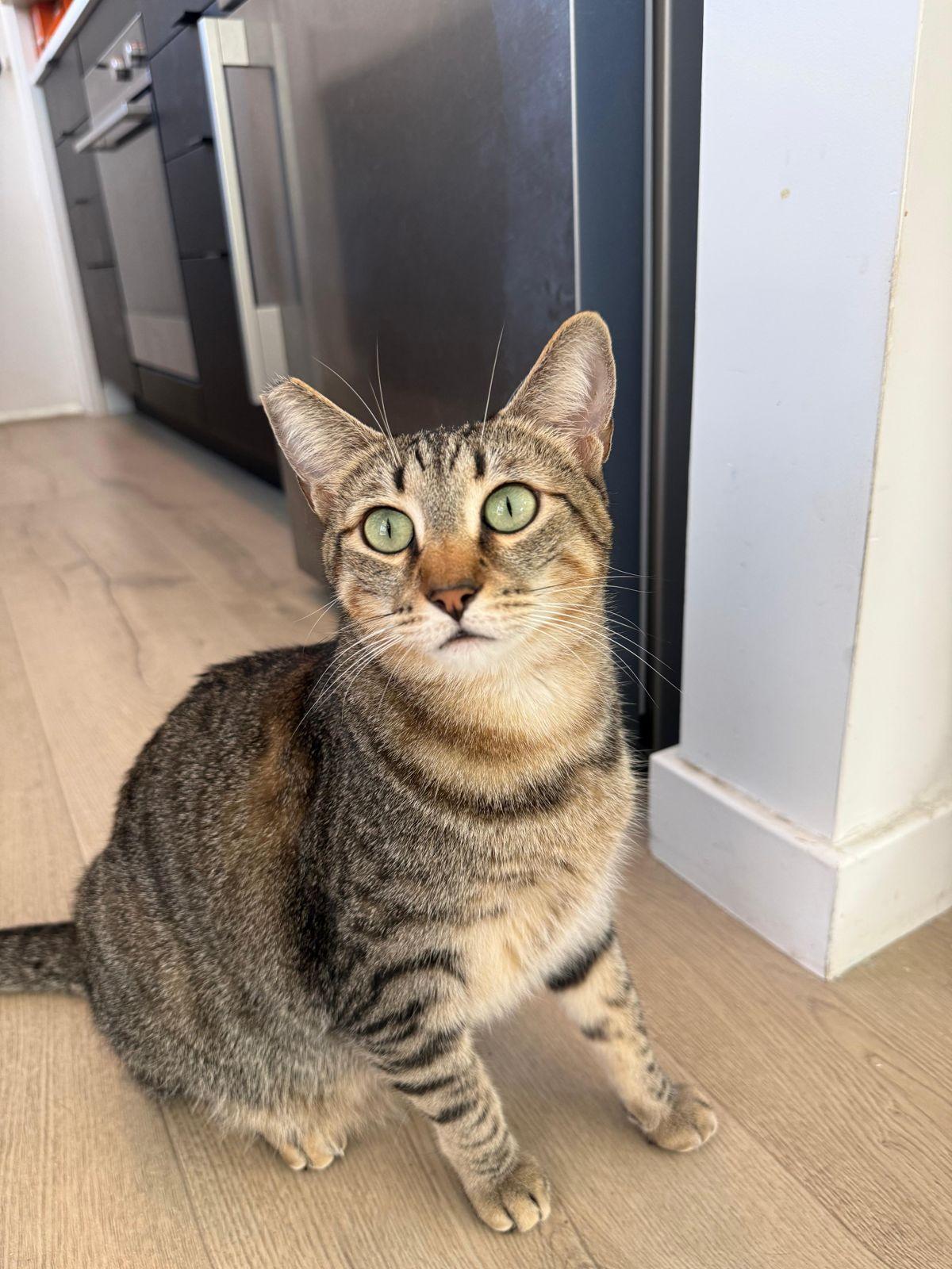 Enlarge Sabrina, a Adoptable Domestic Short Hair in Los Angeles, CA image 3/6