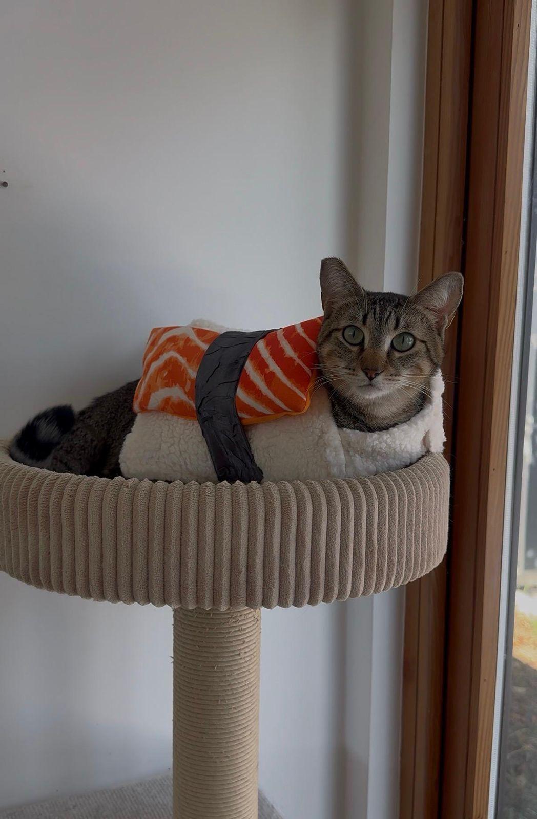 Enlarge Sabrina, a Adoptable Domestic Short Hair in Los Angeles, CA image 5/6