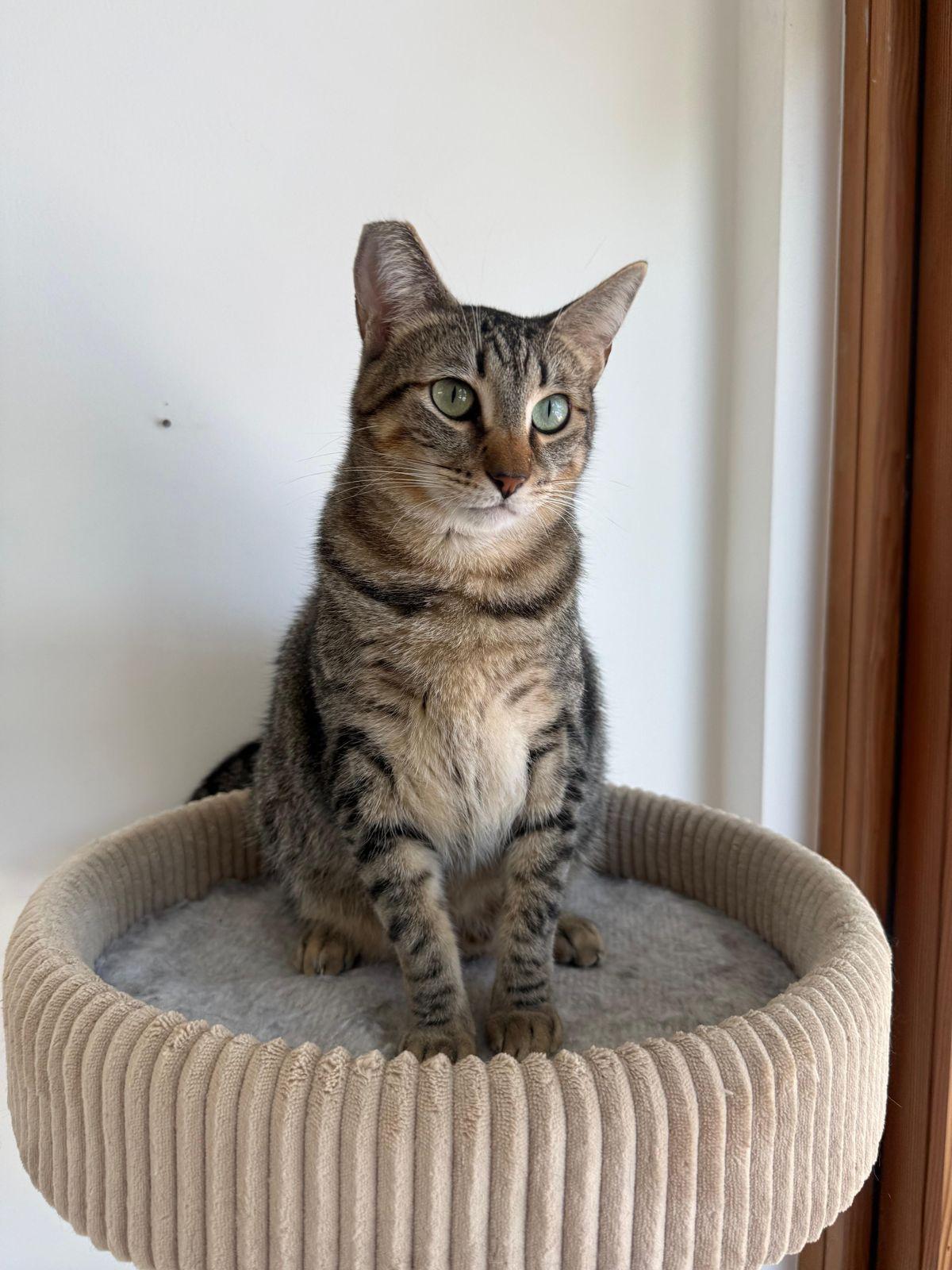 Enlarge Sabrina, a Adoptable Domestic Short Hair in Los Angeles, CA image 6/6