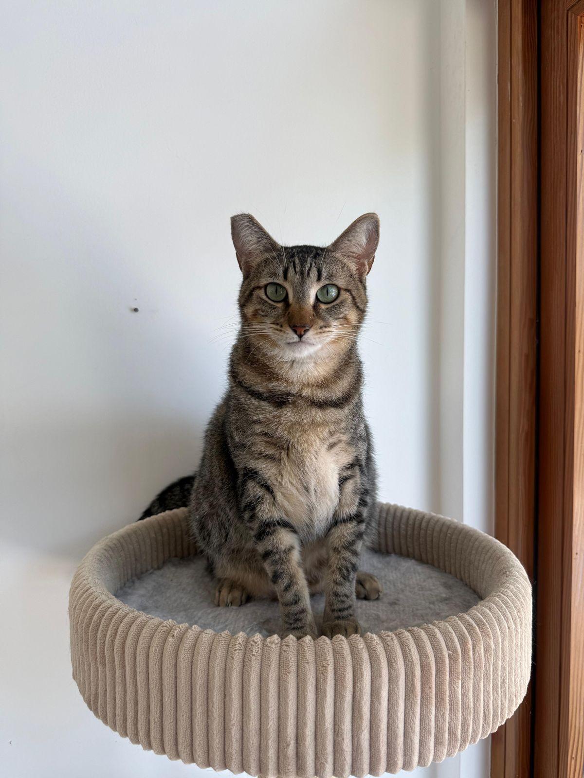Enlarge Sabrina, a Adoptable Domestic Short Hair in Los Angeles, CA image 1/6