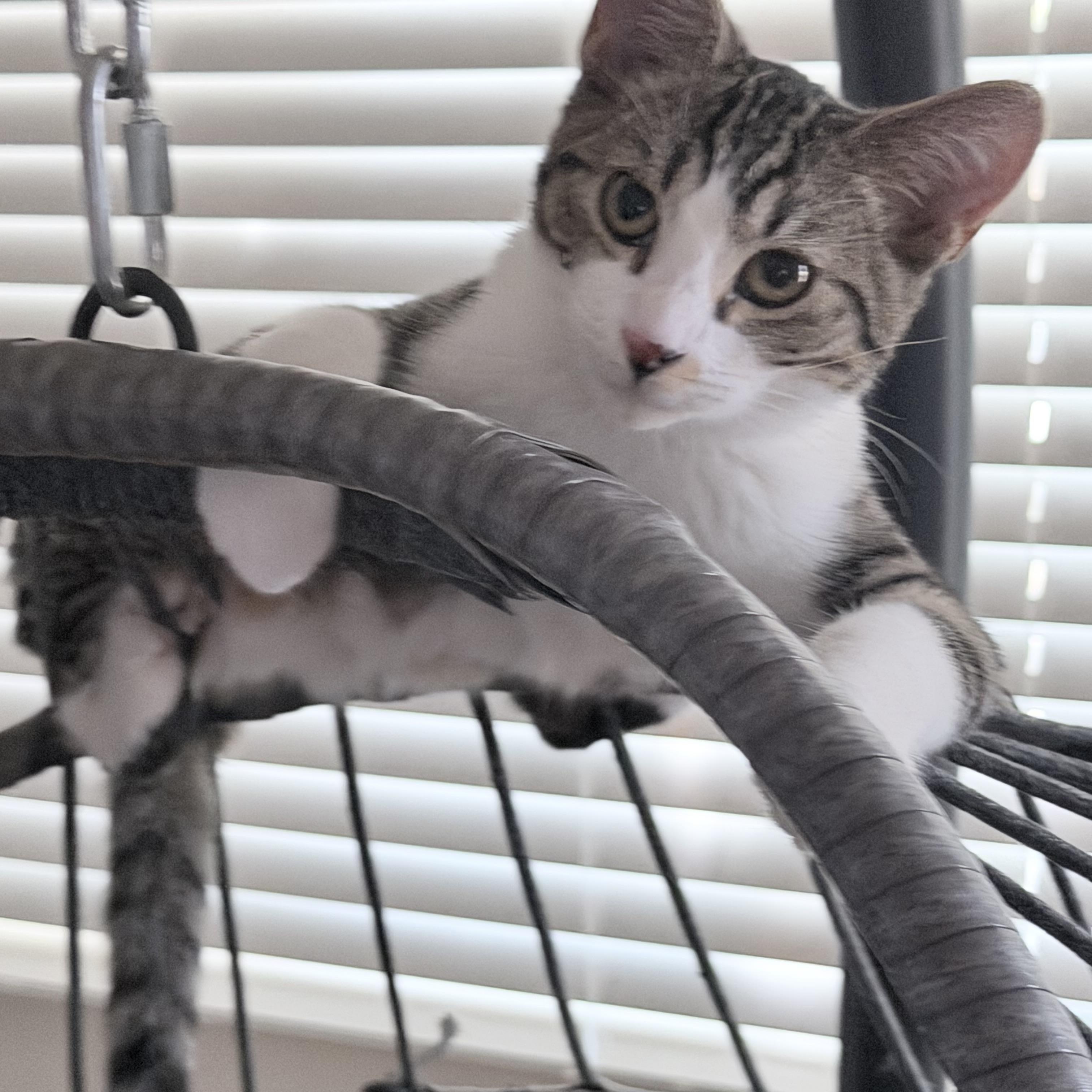 Harry [Dunne], Adoptable, Young Male Domestic Short Hair.