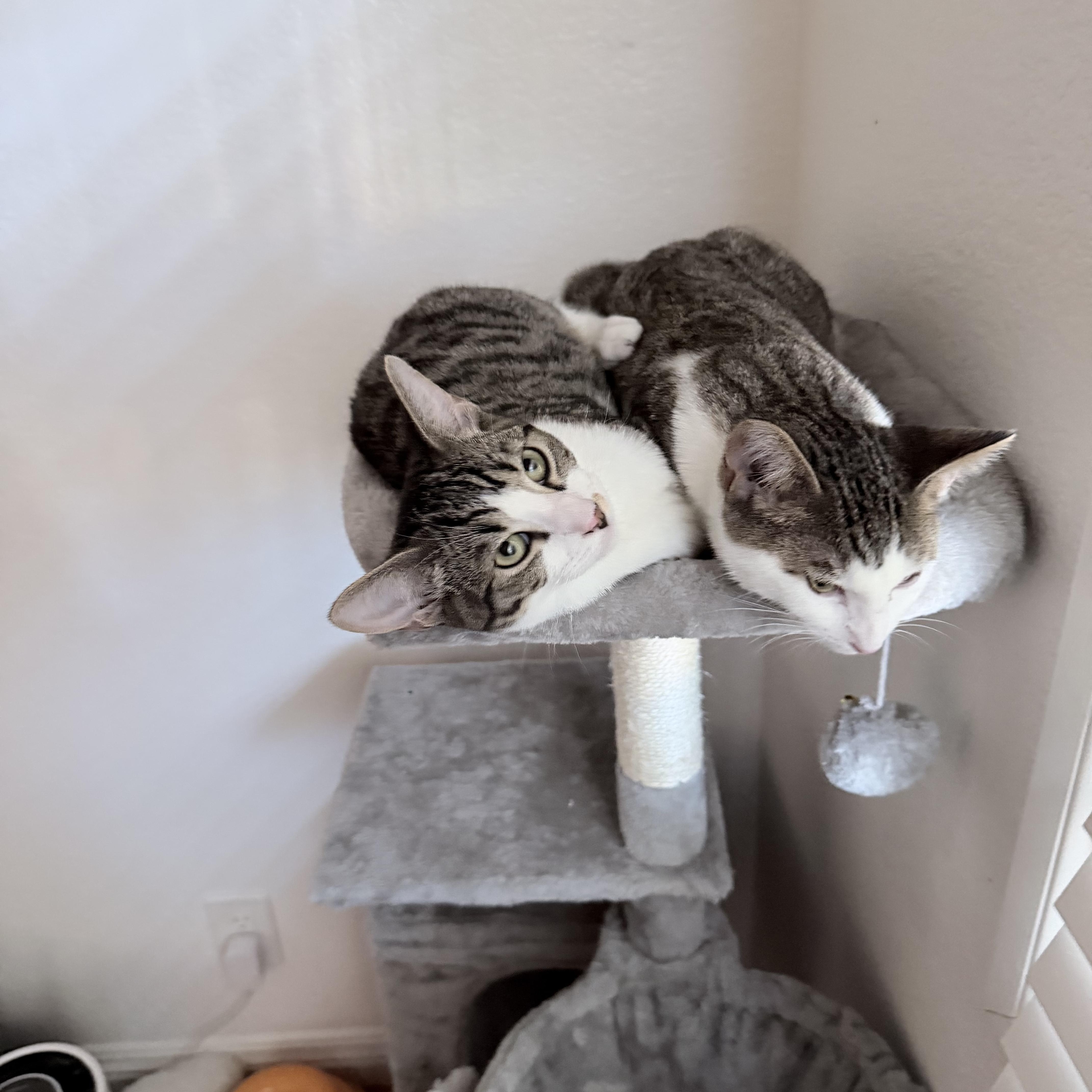 Enlarge Harry [Dunne], a Adoptable Domestic Short Hair in Santa Monica, CA image 2/3