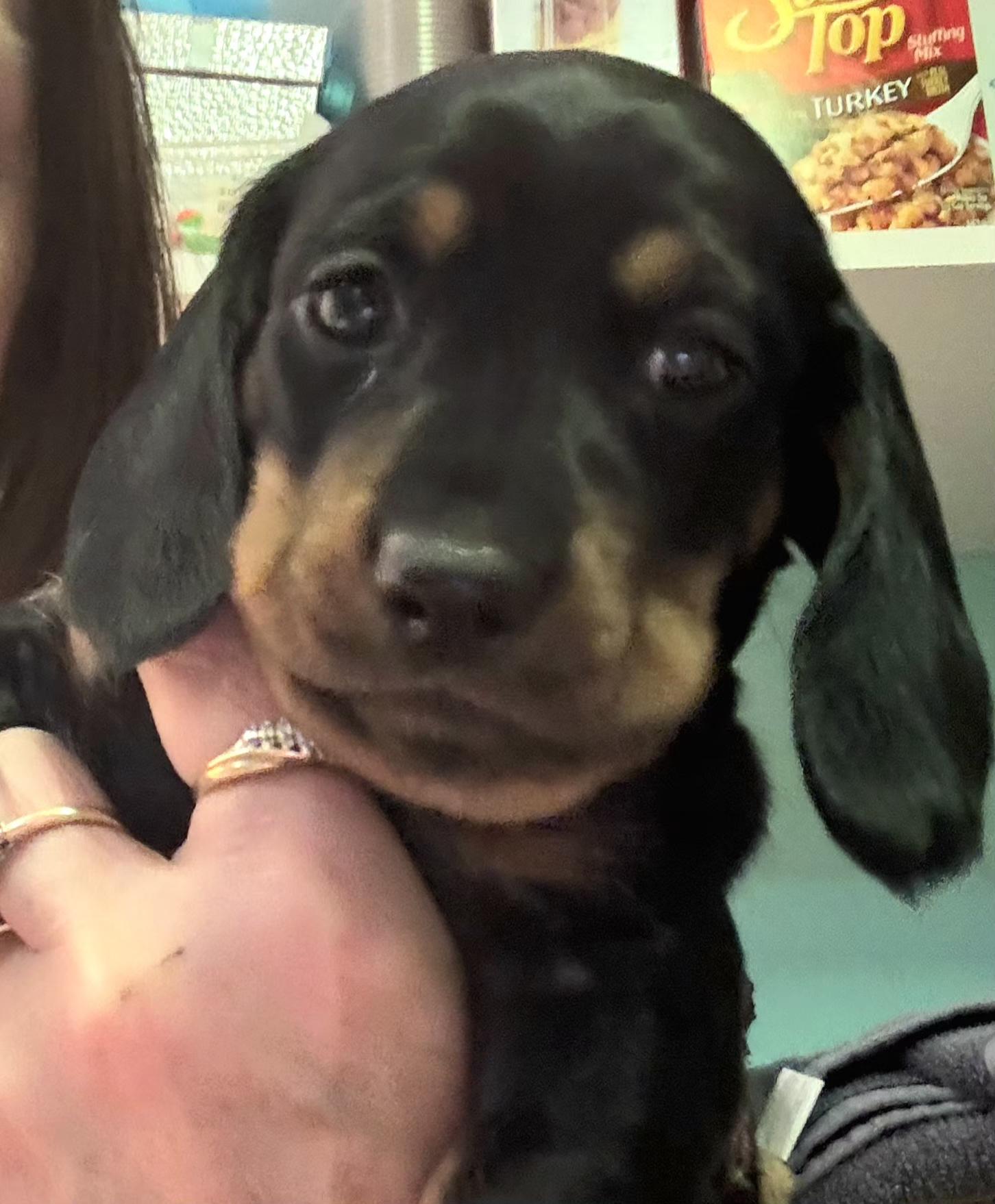 Enlarge Winifred, an adopted Dachshund in Omaha, NE image 1/1