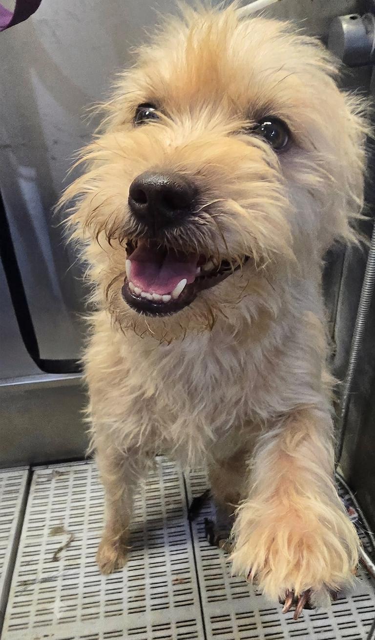Jack Daniels PICS COMING SOON, Adopted, Young Male Shih poo.
