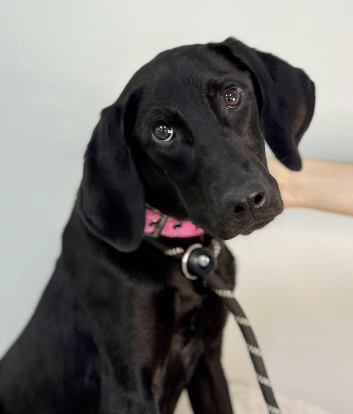 Joy, a Adoptable mixed breed in Richmond, VA image 1/3