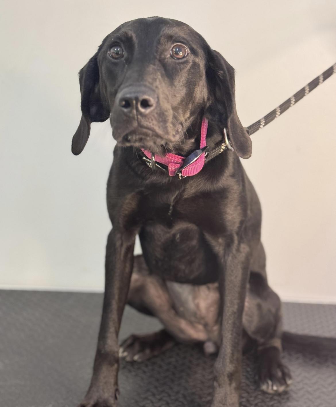 Joy, a Adoptable mixed breed in Richmond, VA image 2/3