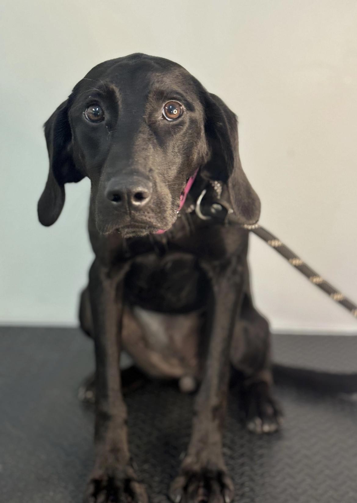 Joy, a Adoptable mixed breed in Richmond, VA image 3/3