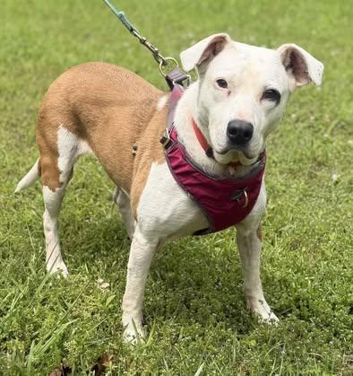 Pearlie, a Adoptable Boxer in Fairfax, VA image 4/4