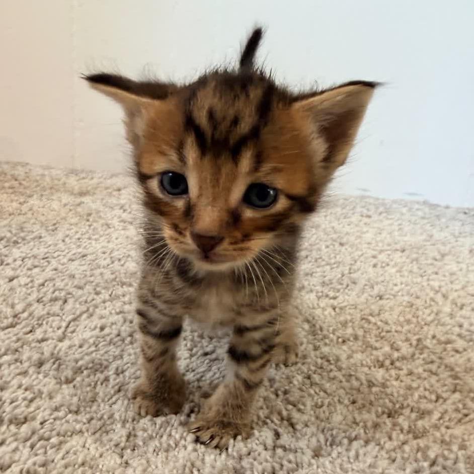 Mufasa, Adoptable, Kitten Male Domestic Short Hair.