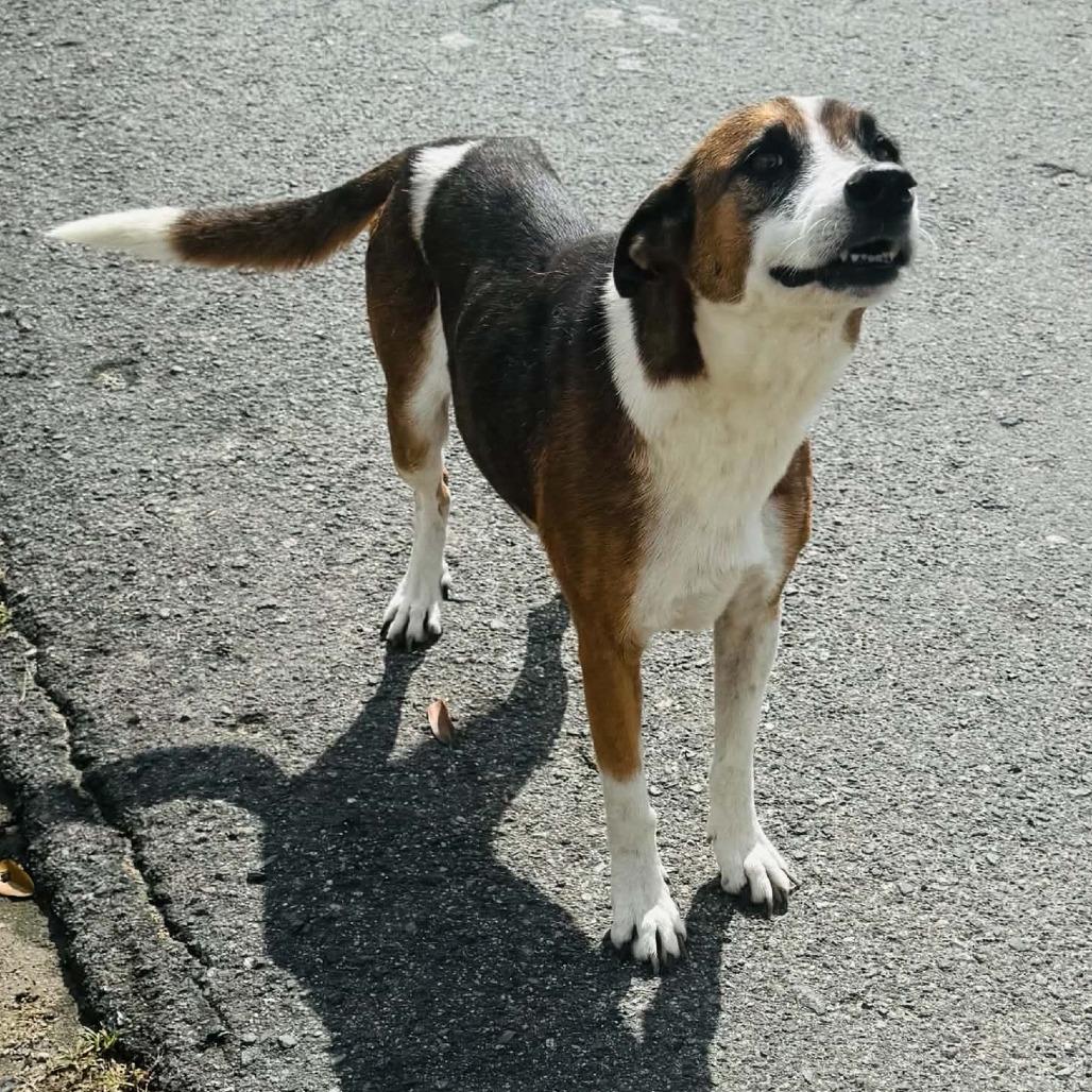 Phil, a Adoptable Mixed Breed in Morristown, NJ image 1/2