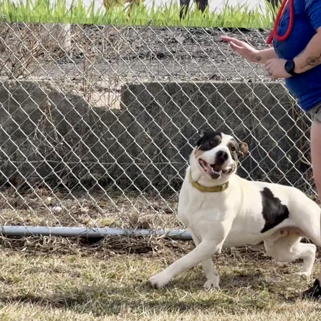Enlarge Boudin, a Adoptable mixed breed in Tipton, IN image 1/6