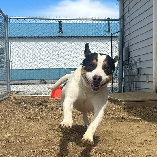 Enlarge Boudin, a Adoptable mixed breed in Tipton, IN image 1/6
