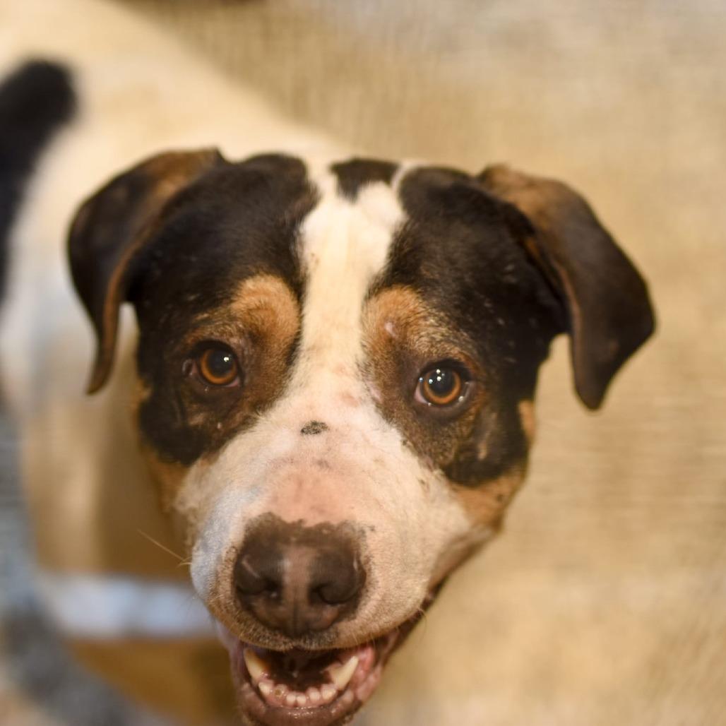 Enlarge Boudin, a Adoptable mixed breed in Tipton, IN image 2/6