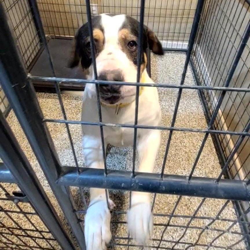 Enlarge Boudin, a Adoptable mixed breed in Tipton, IN image 1/6