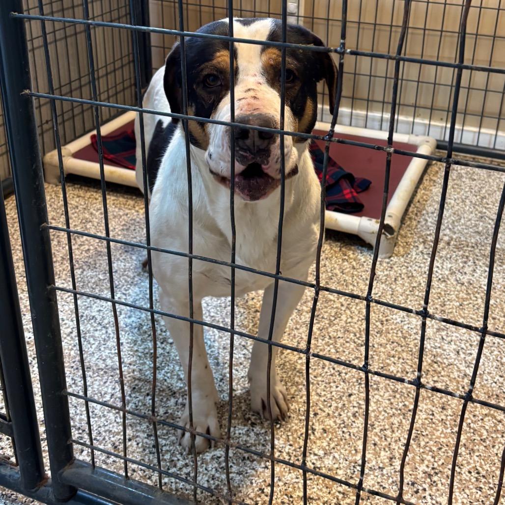 Enlarge Boudin, a Adoptable mixed breed in Tipton, IN image 2/6