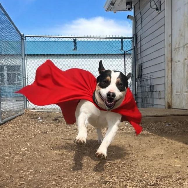 Enlarge Boudin, a Adoptable mixed breed in Tipton, IN image 3/6