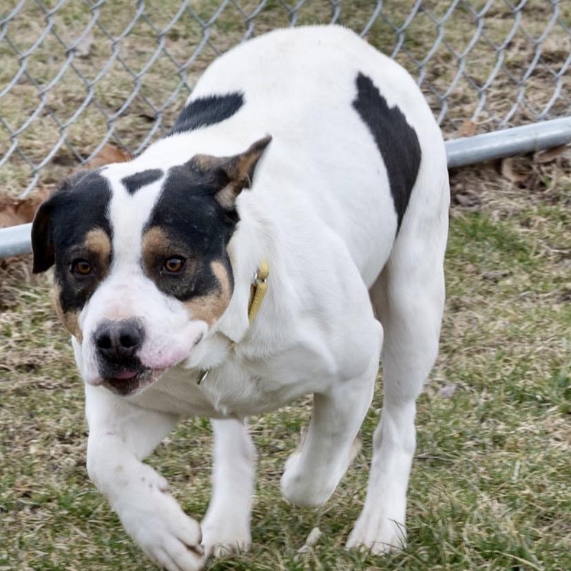 Enlarge Boudin, a Adoptable mixed breed in Tipton, IN image 3/6