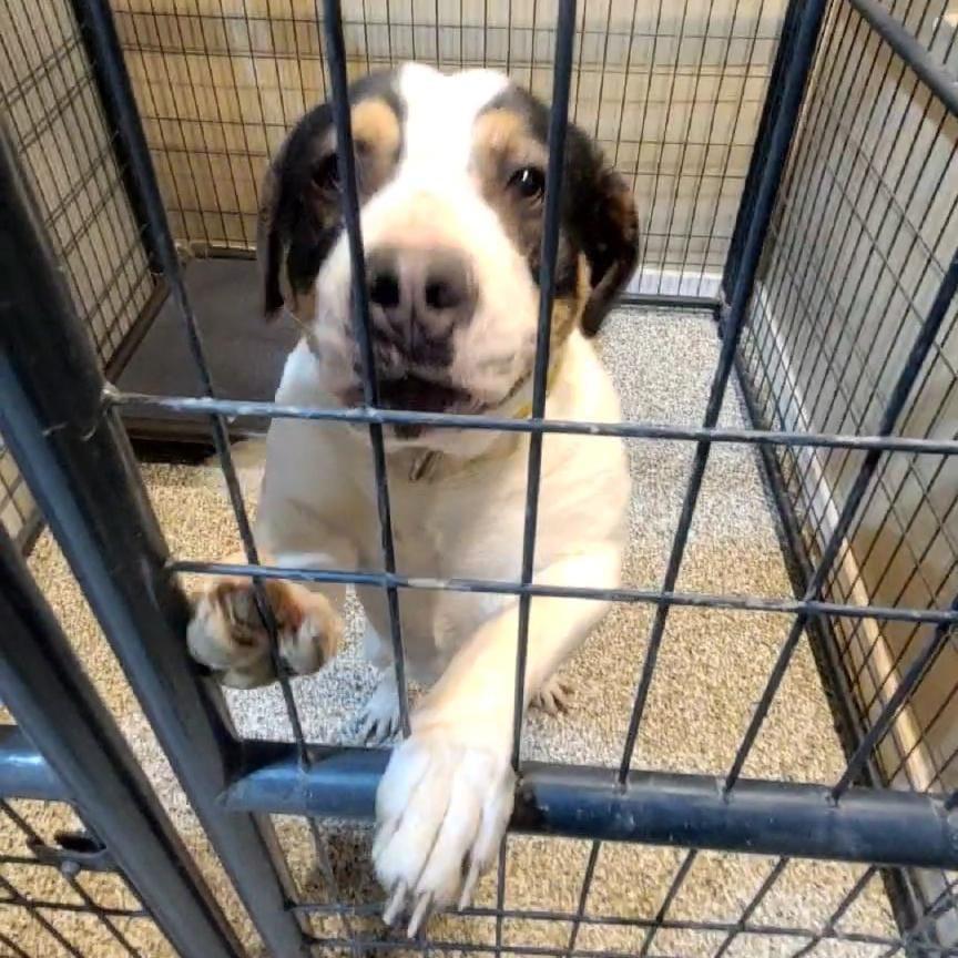 Enlarge Boudin, a Adoptable mixed breed in Tipton, IN image 4/6
