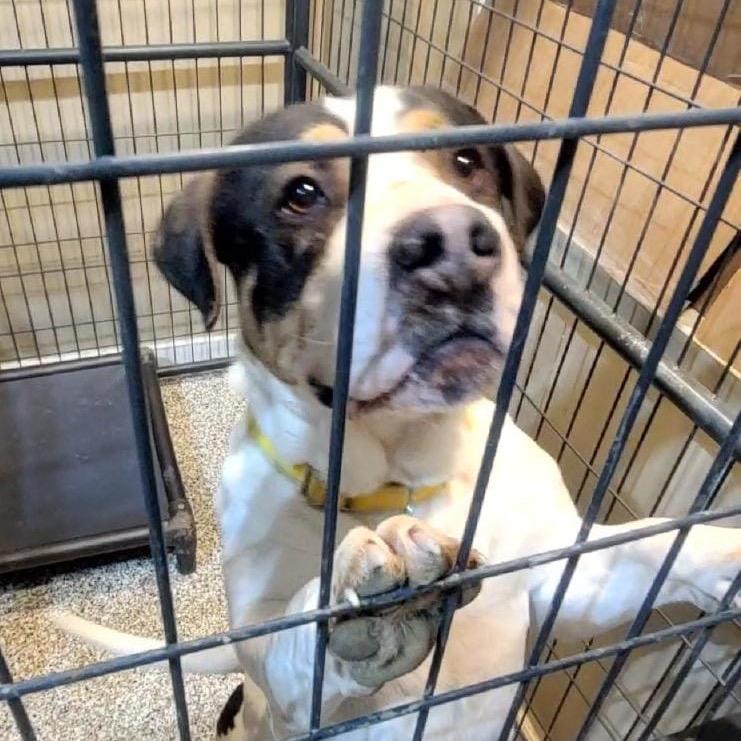 Enlarge Boudin, a Adoptable mixed breed in Tipton, IN image 5/6