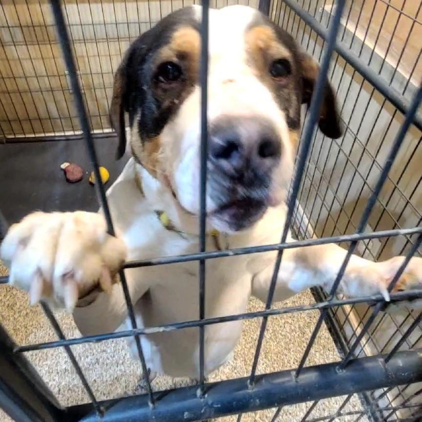 Enlarge Boudin, a Adoptable mixed breed in Tipton, IN image 6/6