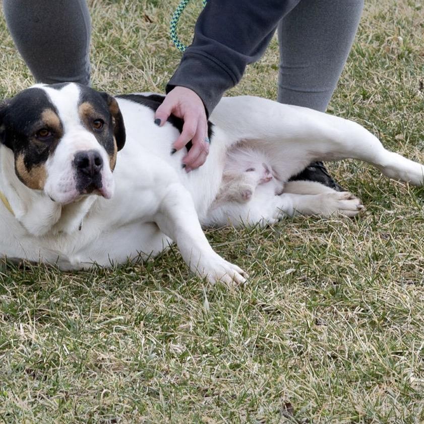 Enlarge Boudin, a Adoptable mixed breed in Tipton, IN image 6/6