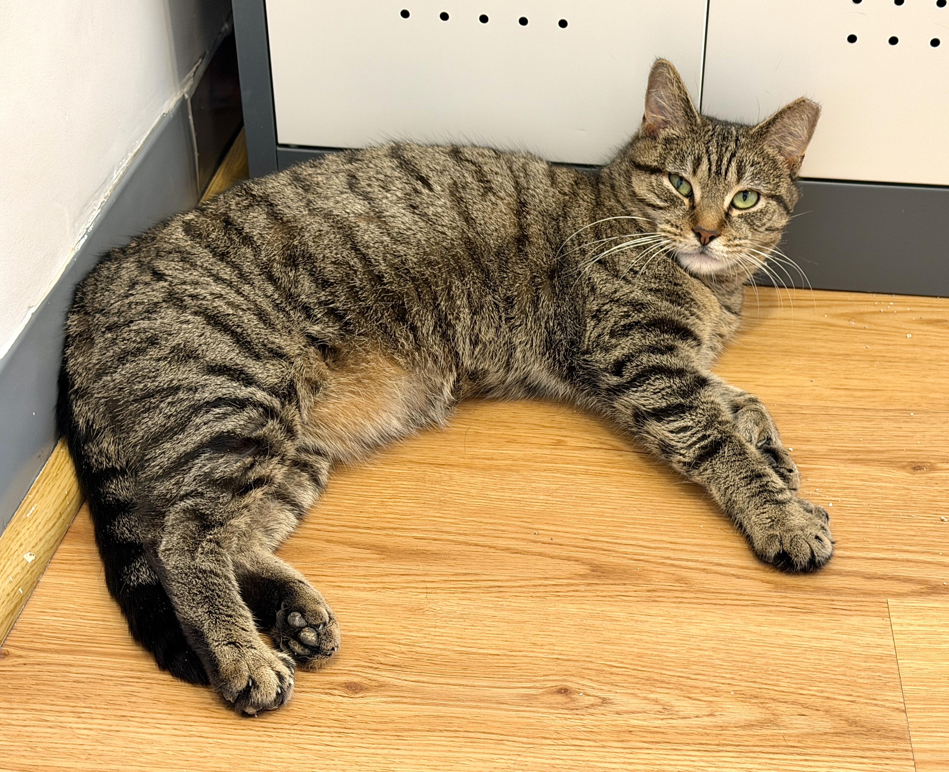 Enlarge Thumbelina, a ADOPTABLE American Shorthair in Hull, MA image 3/4