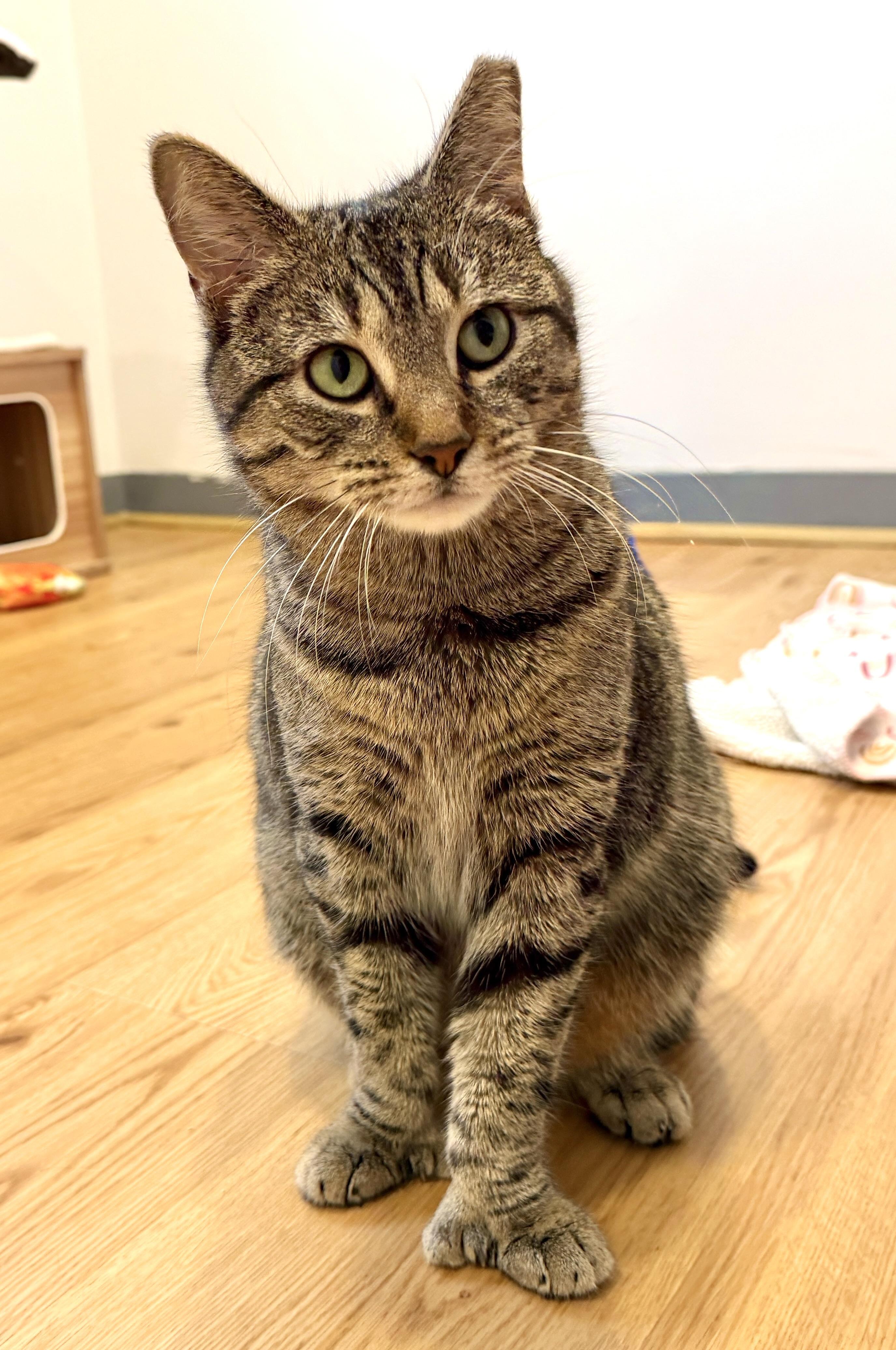 Thumbelina, ADOPTABLE, Adult Female American Shorthair.