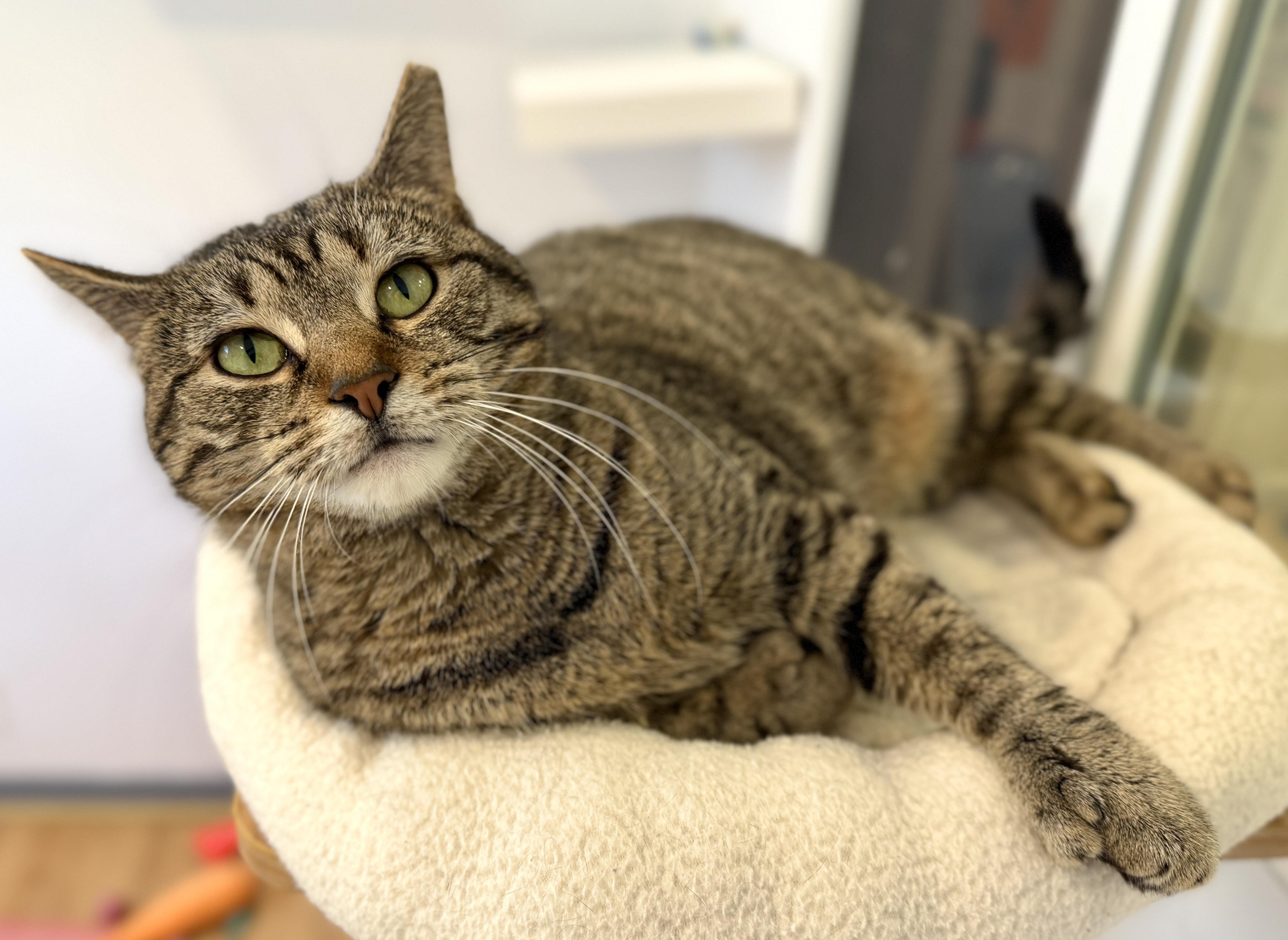 Thumbelina, an adopted American Shorthair in Hull, MA image 1/5