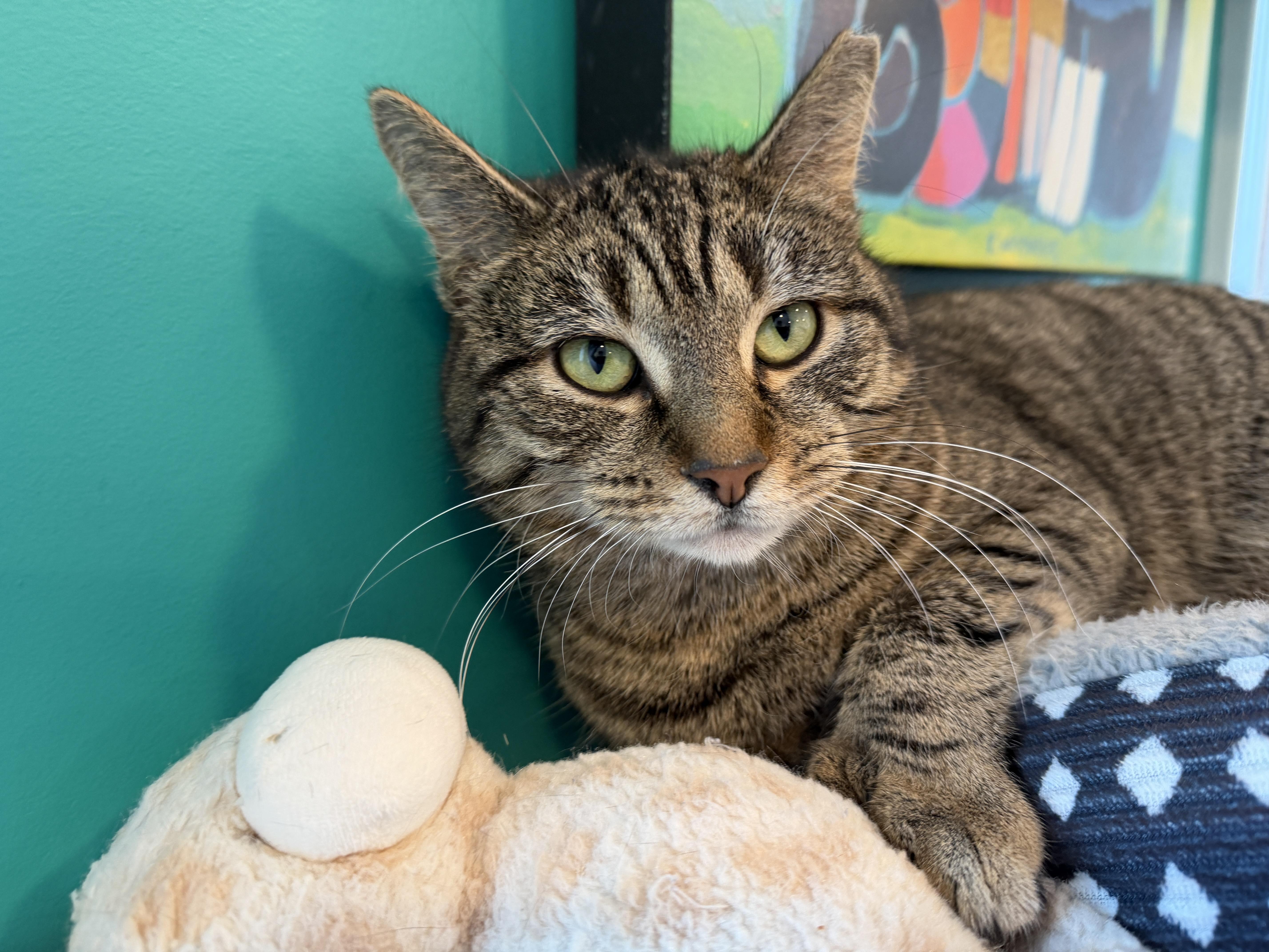 Enlarge Thumbelina, a ADOPTABLE American Shorthair in Hull, MA image 2/4