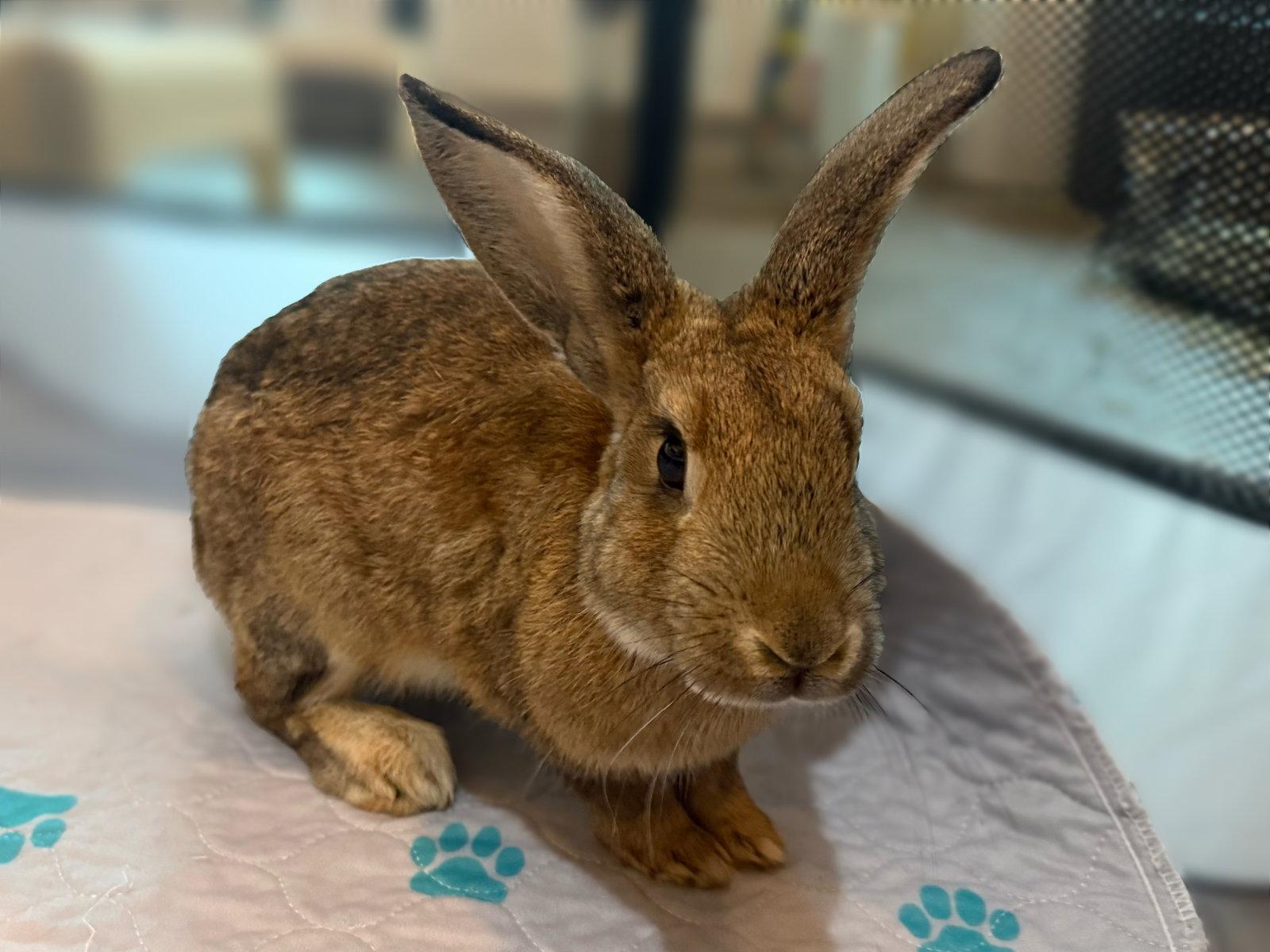 Enlarge Ramsey, a Adoptable Bunny Rabbit in Marshfield, WI image 1/1