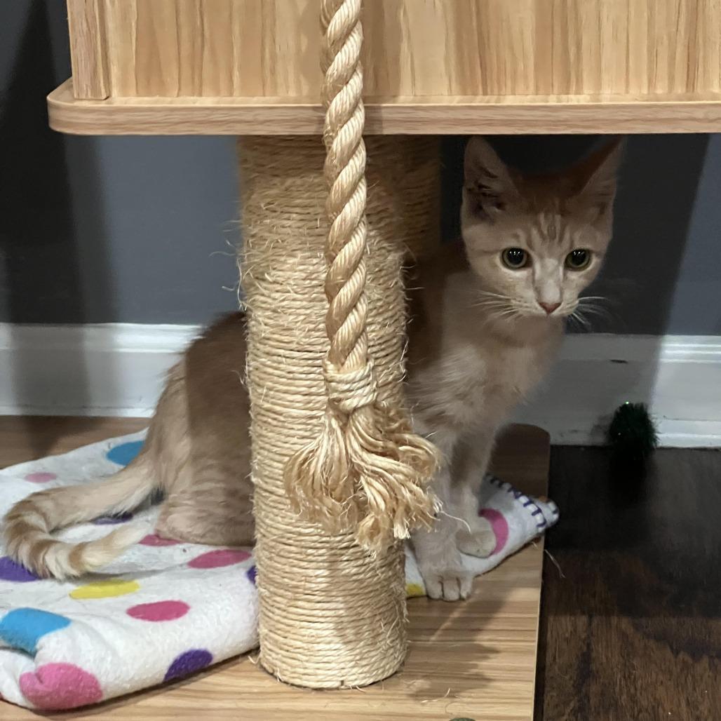 Short Stuff, Adoptable, Adult Male Domestic Short Hair.