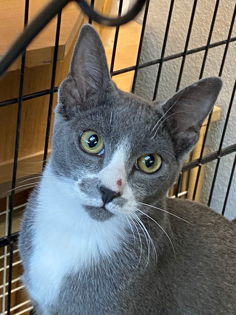 Kenai, Adopted, Young Male Domestic Short Hair.