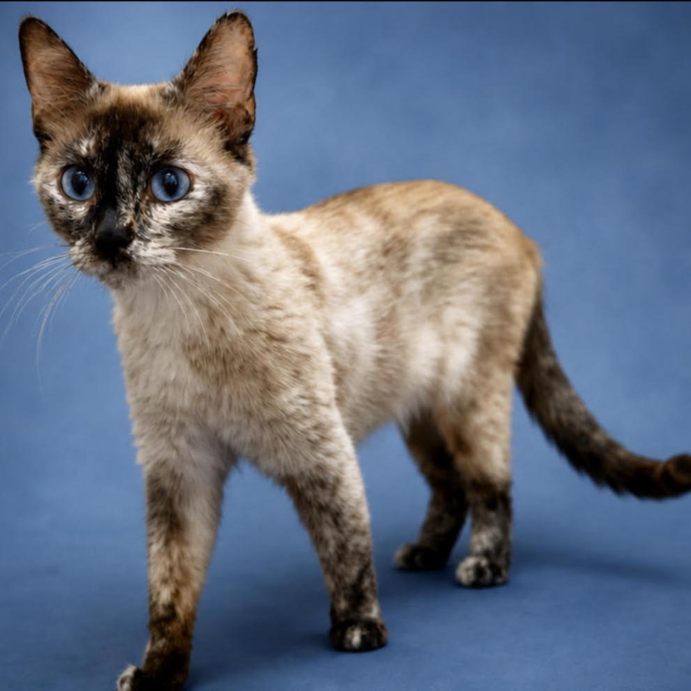 Enlarge Birdie, an adopted Siamese in Manitou Springs, CO image 1/3