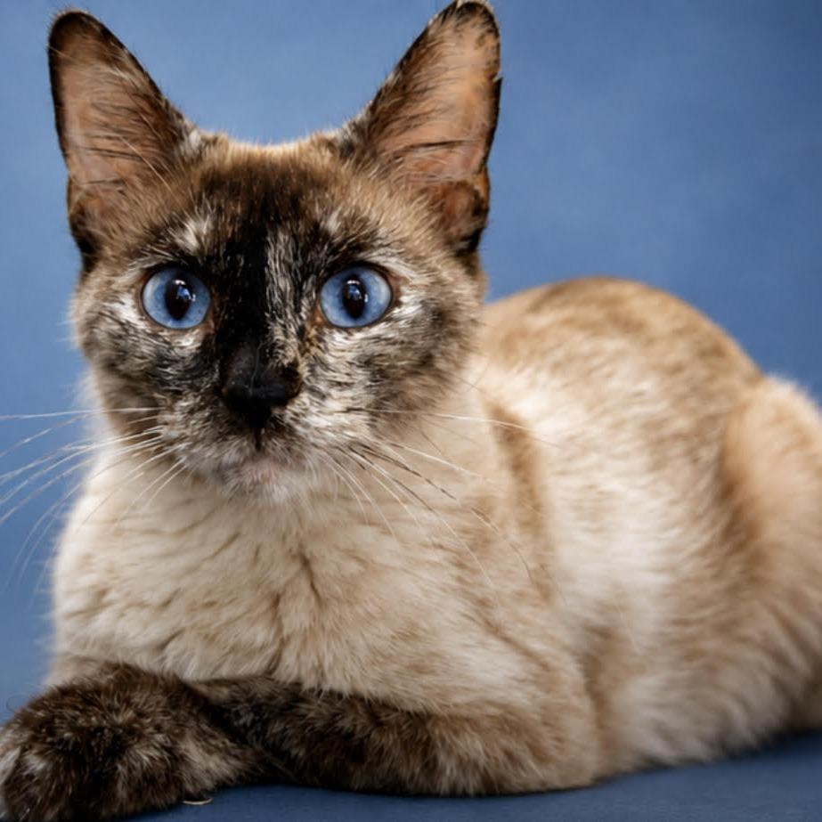 Enlarge Birdie, an adopted Siamese in Manitou Springs, CO image 3/3