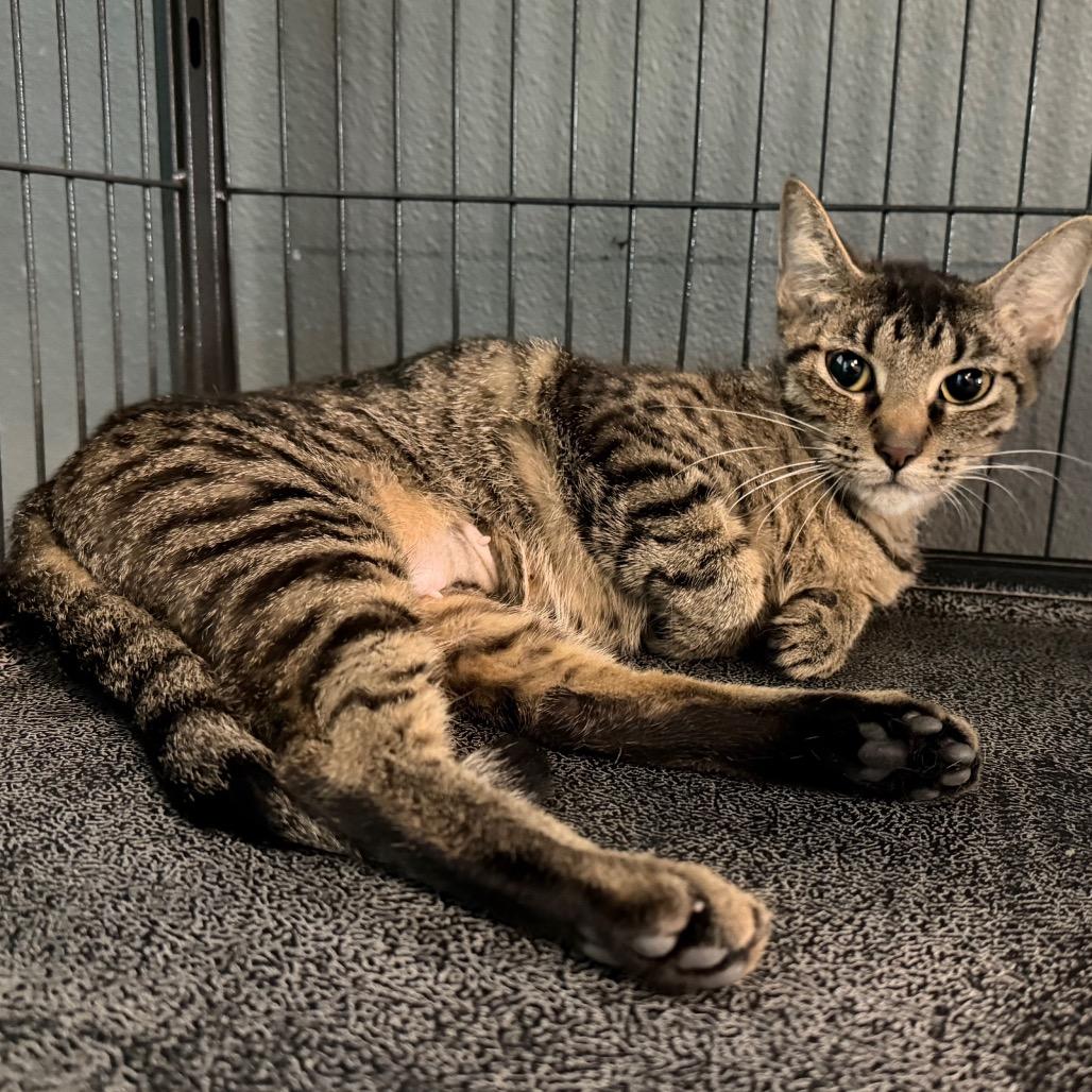Strawberry Shortcake, Adoptable, Adult Female Domestic Short Hair.